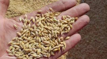 Daftmill Whisky Barley Seeds Daftmill Whisky Barley Seeds