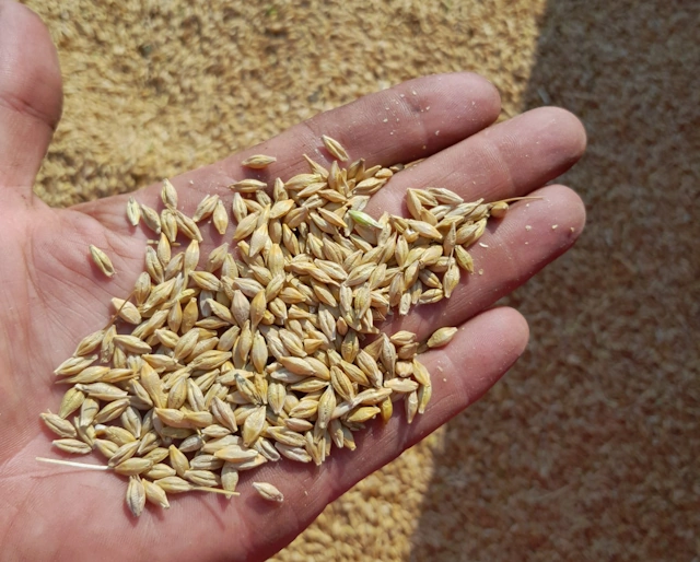 Daftmill Whisky Barley Seeds