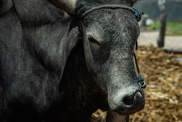 Pelo del Perro Mezcal Bull