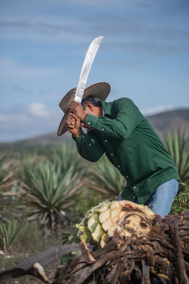 Harvesting Agave for Pelo del Perro Mezcal